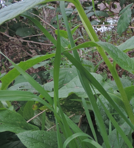 Symphytum bulbosum (Boraginaceae)